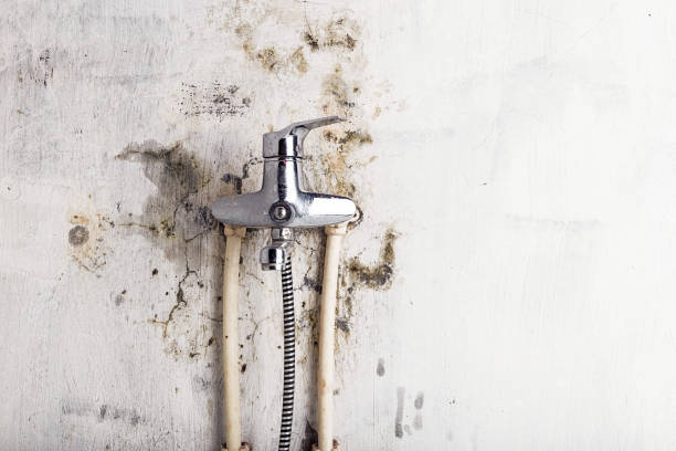 Best Mold Removal Company Near Me  in Whitney, TX