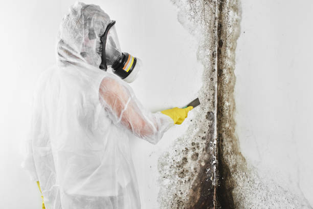 Best Mold Testing  in Whitney, TX