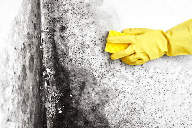 Crawl Space Mold Removal in Whitney, TX