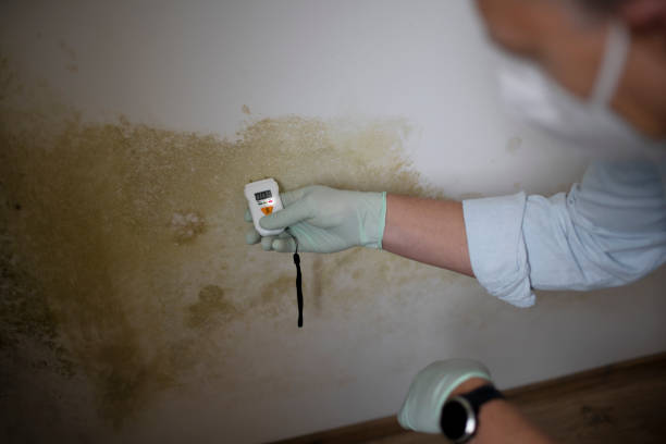 Best Certified Mold Removal  in Whitney, TX