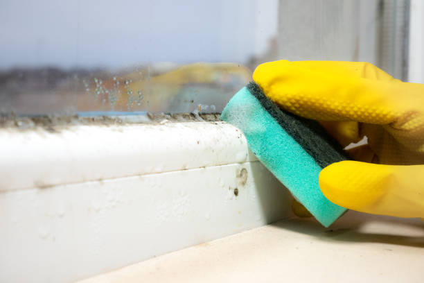 Best Crawl Space Mold Removal  in Whitney, TX