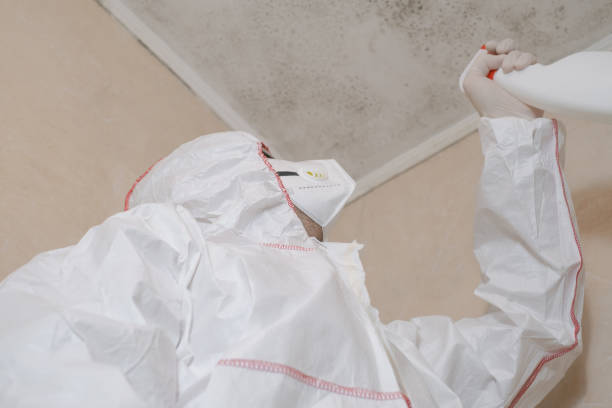 Best Same-Day Mold Removal  in Whitney, TX