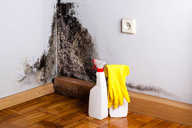 Best Mold Damage Repair  in Whitney, TX