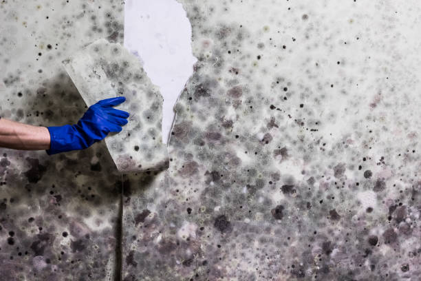 Best Fast Mold Removal  in Whitney, TX