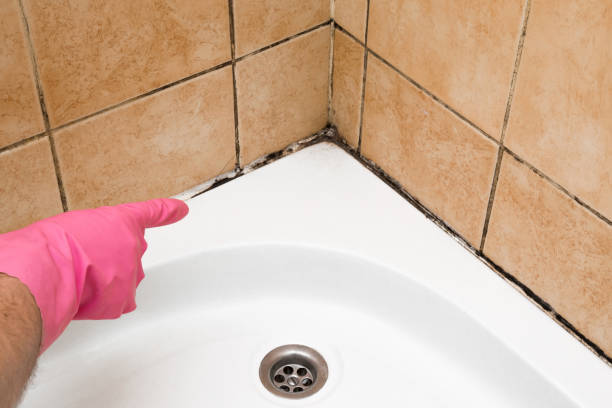 Best Commercial Mold Removal  in Whitney, TX