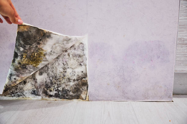 Best Mold Cleaning Services  in Whitney, TX